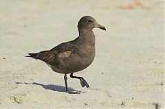 Heermann's Gull